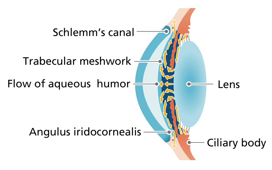 Schlemm's canal Trabecular meshwork Flow of aqueous humor Angulus iridocornealis Lens Ciliary body