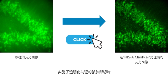 以往的荧光图像 → 经“NIS-A Clarify.ai”处理后的荧光图像 | 实施了透明化处理的鼠脑部切片