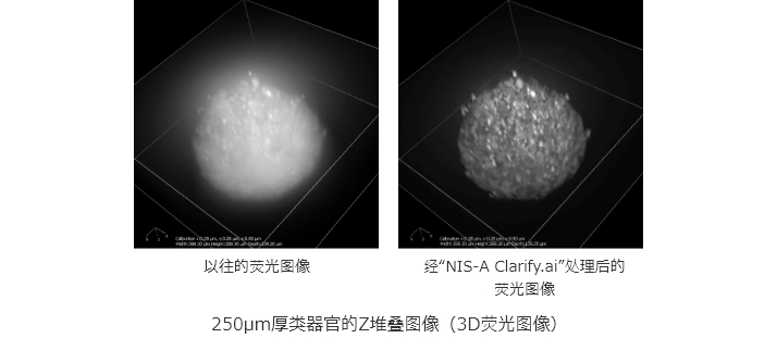 以往的荧光图像 | 经“NIS-A Clarify.ai”处理后的荧光图像 | 250µm厚类器官的Z堆叠图像（3D荧光图像）