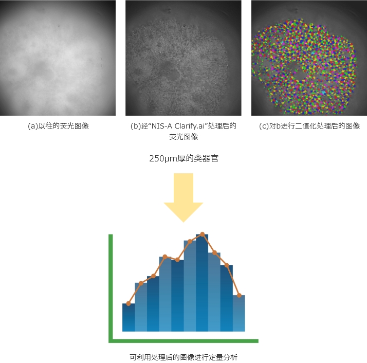 (a)以往的荧光图像 | (b)经“NIS-A Clarify.ai”处理后的荧光图像 | (c)对b进行二值化处理后的图像 | 250µm厚的类器官 → 可利用处理后的图像进行定量分析