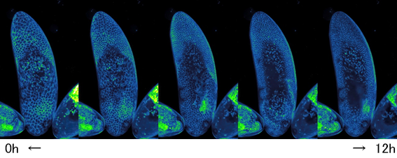 以2K×1K像素，对果蝇的胚胎进行12小时的延时拍摄|通过快速扫描，即使长时间拍摄也可将样本的光漂白控制到最小。