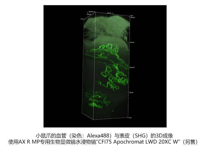 小鼠爪的血管(染色:Alexa488)与表皮(SHG)的3D成像