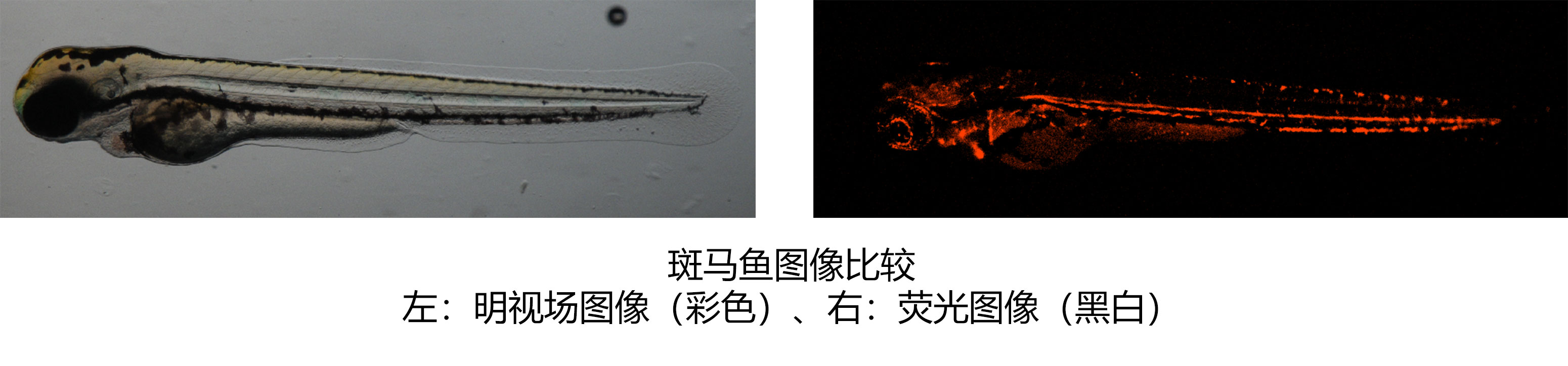 斑马鱼图像比较 左：明视场图像（彩色）、右：荧光图像（黑白）