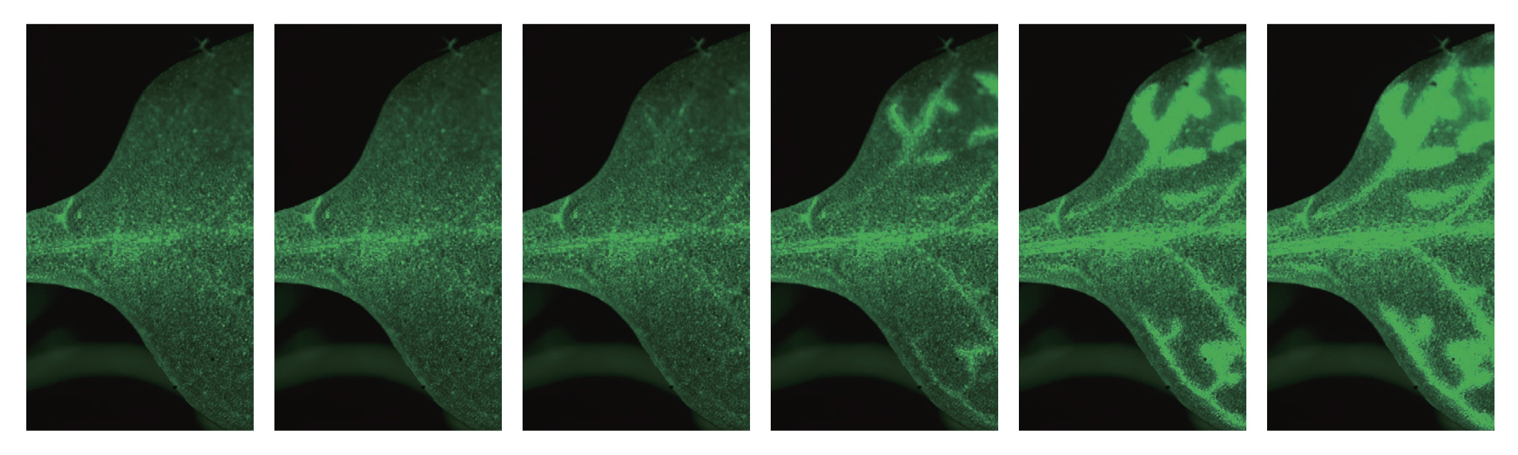 拟南芥的钙离子传导（GCaMP） 图像提供：埼玉大学研究生院理工学研究科 丰田 正嗣先生 用延时摄像技术拍摄了荧光染色的传导物质传导到叶脉的图像