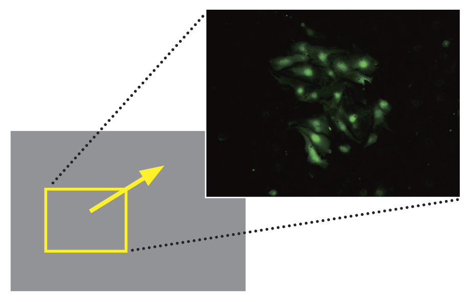 用荧光染色剂Fluo-8将小鼠心肌培养细胞染成绿色，在100 fps时拍摄