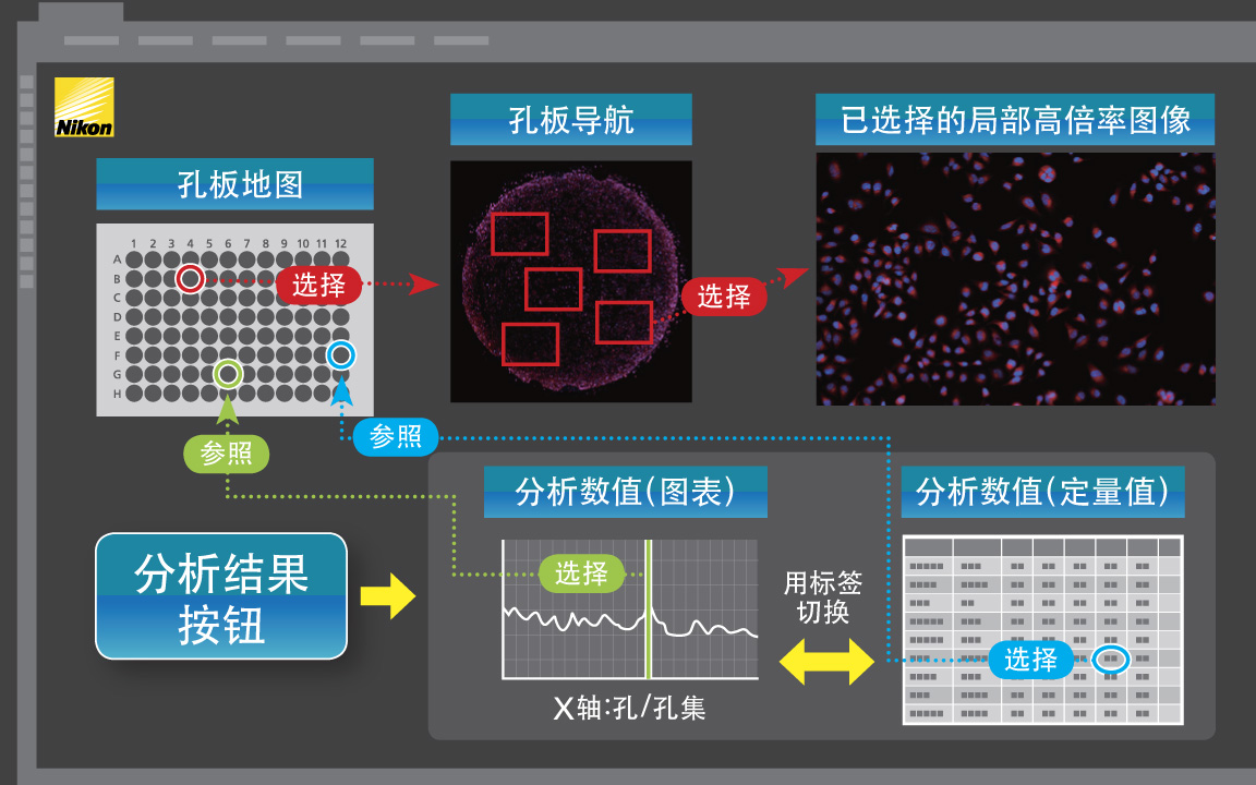 NIS-Elements”的操作画面示意图 只要放置孔板,即可自动进行从获取图像到显示分析结果的流程