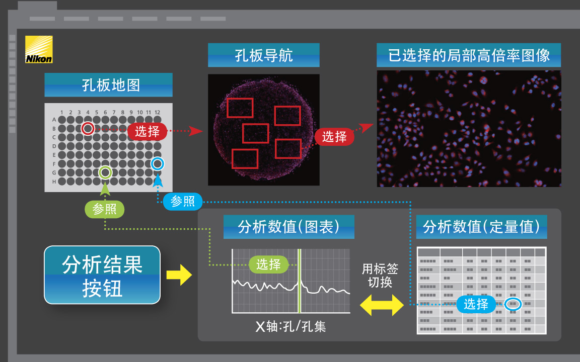 NIS-Elements”的操作画面示意图 只要放置孔板，即可自动进行从获取图像到显示分析结果的流程