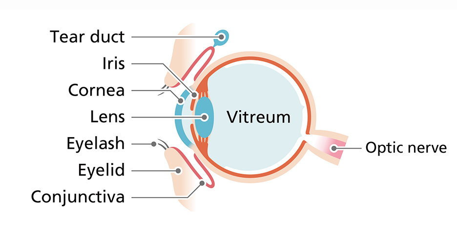 Tear duct Iris Cornea Lens Eyelash Eyelid Conjunctiva Vitreum Optic nerve