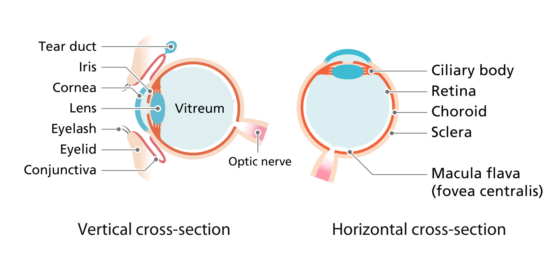 Vertical cross-section of eye structure (Tear duct Iris Cornea Lens Eyelash Eyelid Conjunctiva Vitreum Optic nerve) Horizontal cross-section of eye structure (Ciliary body Retina Choroid Sclera Macula flava (fovea centralis))