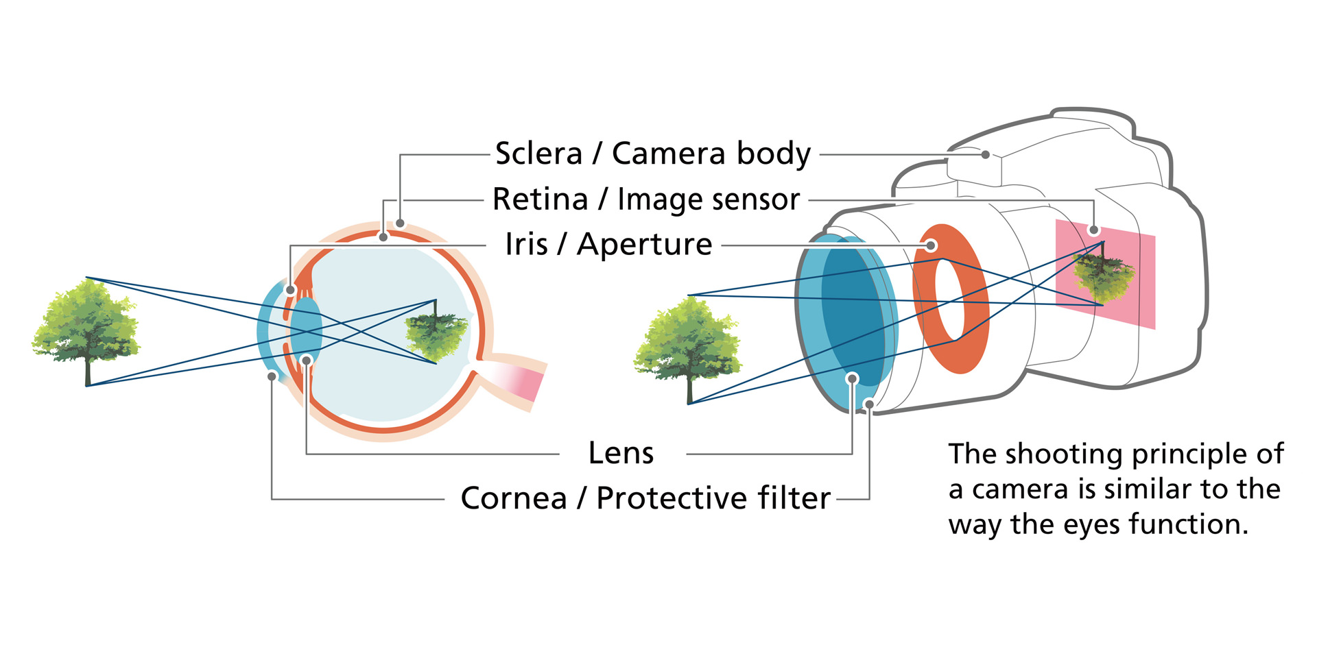 Sclera / Camera body Retina/Image sensor Iris/Aperture Lens Cornea/Protective filter The shooting principle of a camera is similar to the way the eyes function.