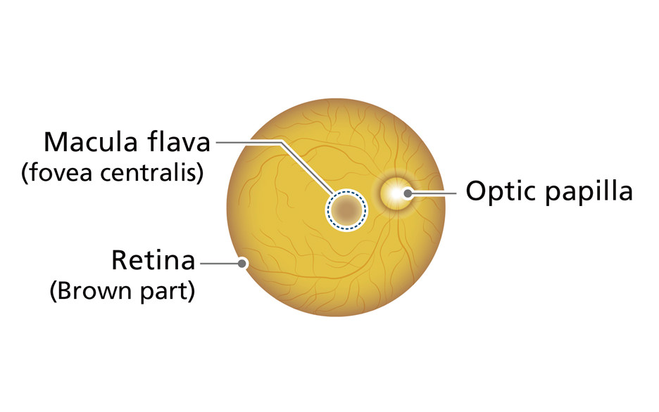 Macula flava(fovea centralis) Retina(Brown part) Optic papilla