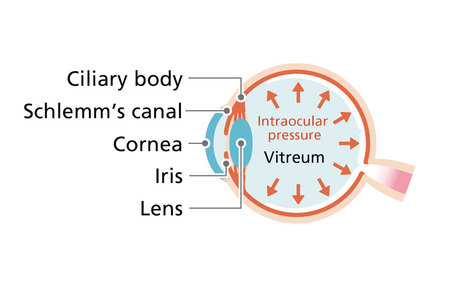 Ciliary body Schlemm's canal Cornea Iris Lens Intraocular pressure Vitreum