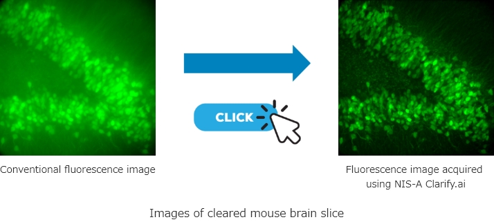 Conventional fluorescence image → Fluorescence image acquired using NIS-A Clarify.ai | Images of cleared mouse brain slice