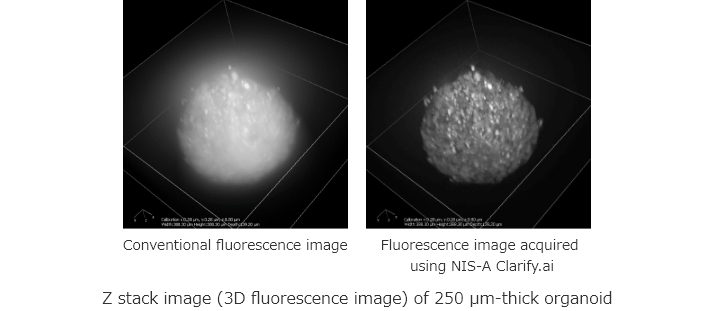 Conventional fluorescence image | Fluorescence image acquired using NIS-A Clarify.ai | Z stack image (3D fluorescence image) of 250 µm-thick organoid