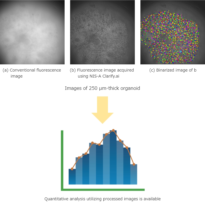 (a) Conventional fluorescence image | (b) Fluorescence image acquired using NIS-A Clarify.ai | (c) Binarized image of b | Images of 250 µm-thick organoid → Quantitative analysis utilizing processed images is available