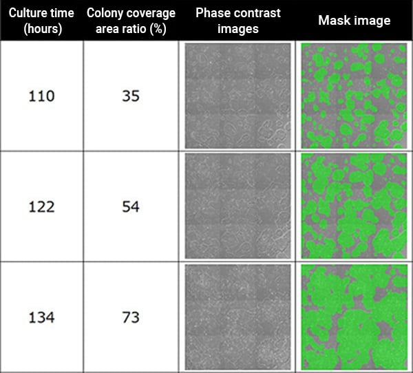 Phase contrast images of iPS cells (left) and images of colony regions masked in green (right)