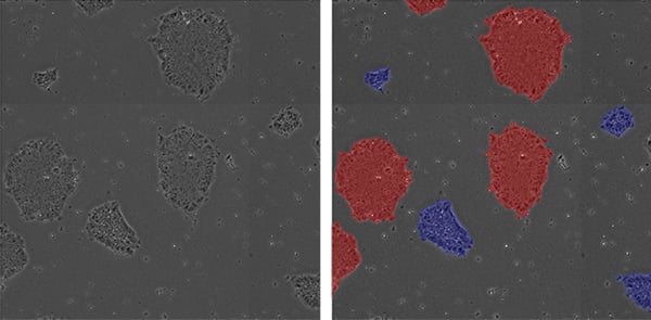 Non-invasive measurement of colony loosely/tightly packing by phase contrast imaging and image analysis. Blue masks represent loosely packed colonies, and red masks represent tightly packed colonies.