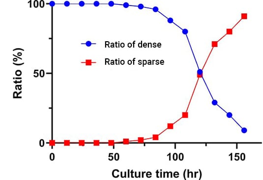 Graph of changes in the ratio of tightly packed colonies to loosely packed colonies over time can be plotted as above.