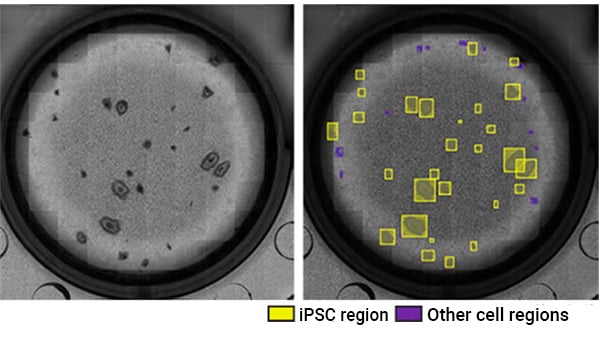 Example of identification of reprogrammed iPSC colonies using phase contrast imaging and analysis.