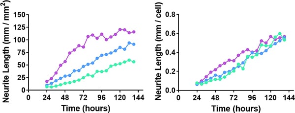 Changes in neurite length over time