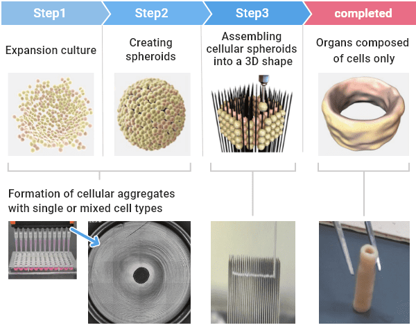 Example of cell-based artificial blood vessel made with a Bio 3D printer.