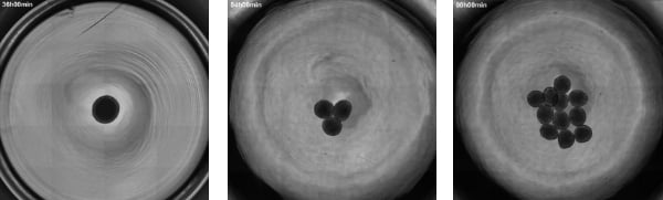 Appearance of a spheroid culture captured with the BioStudio-T time-lapse imaging system. Imaging conditions: phase contrast observation/4x objective lens/tiled image capture of one well. (Image courtesy: Cyfuse Biomedical K.K.)