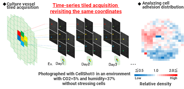The cell distribution in the entire vessel over time is evaluated by combining tiled image acquisition and time-lapse imaging, revisiting the same coordinates.