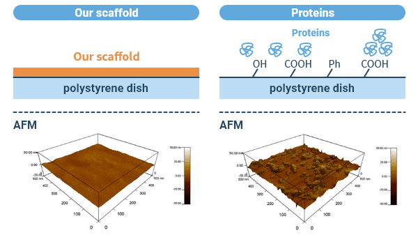 Images of the effect of the culture surface on cell culture.