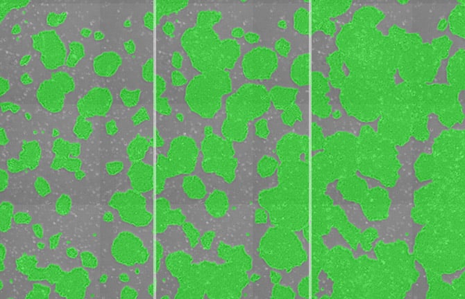 Quantifying the confluency of hPSC cultures to reduce variations in passage timing