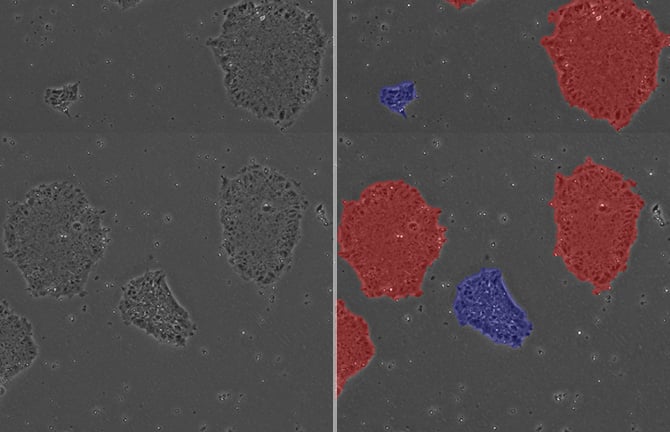 Accurate measurement cell density within hPSC colony for determining optimal passage timing