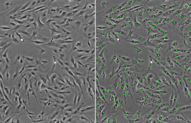 Accurate measurement MSC cell number and growth rate in an non-exfoliating and fast way