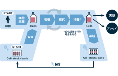 Learn the basics of cell culture process, including seeding