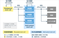 Learn about classification of stem cells and their characteristics 