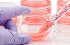 Learn how stem cells are used together with its history 