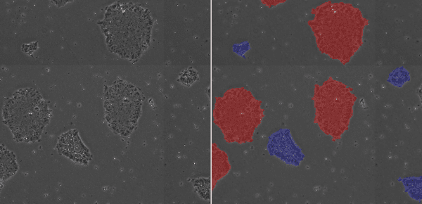 Low-Density Colony (blue), High-Density Colony (red)