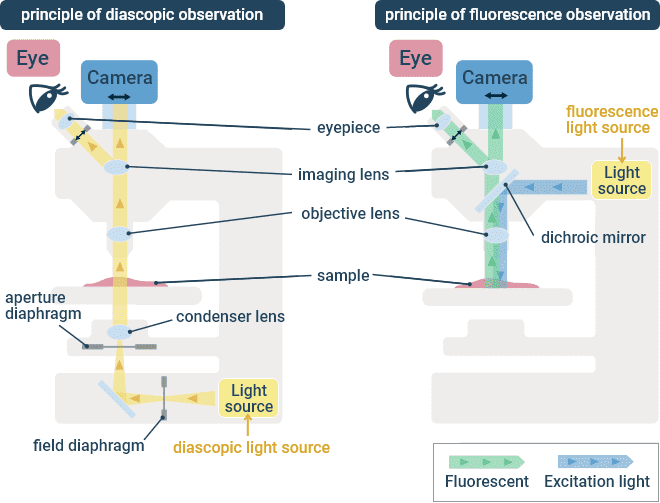 Transmitted Light (Left) and Fluorescence (Right) Optical Paths in an Upright Microscope.