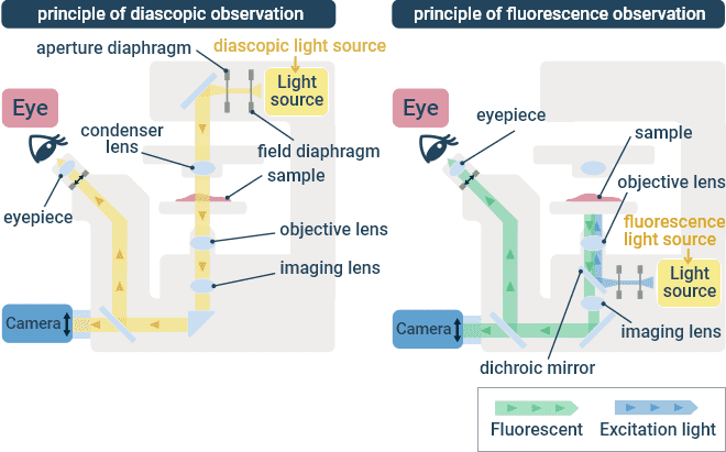 Transmitted Light (Left) and Fluorescence (Right) Optical Paths in an Inverted Microscope.