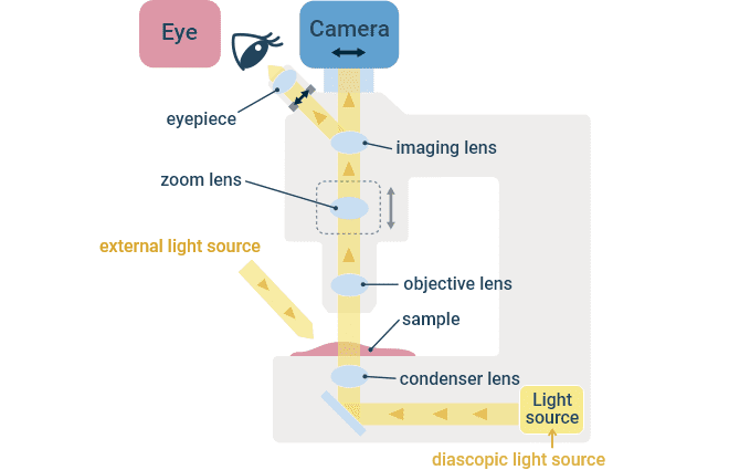 Transmitted Light Path in a Stereomicroscope.