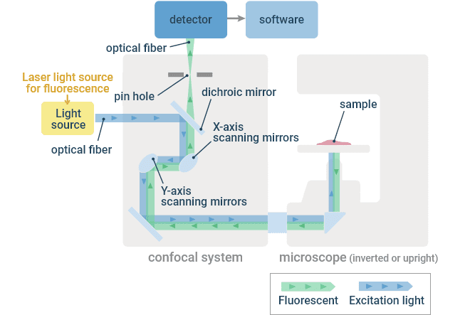 Optical Principle of a Confocal Microscope