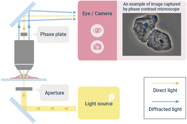 Light microscopic observation.