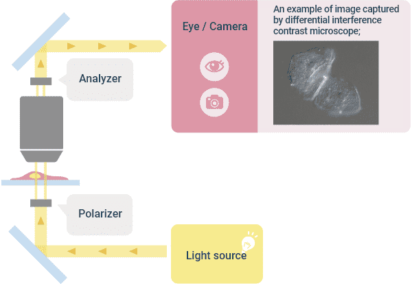 Optical Principle of “Differential Interference Observation” and Image Example