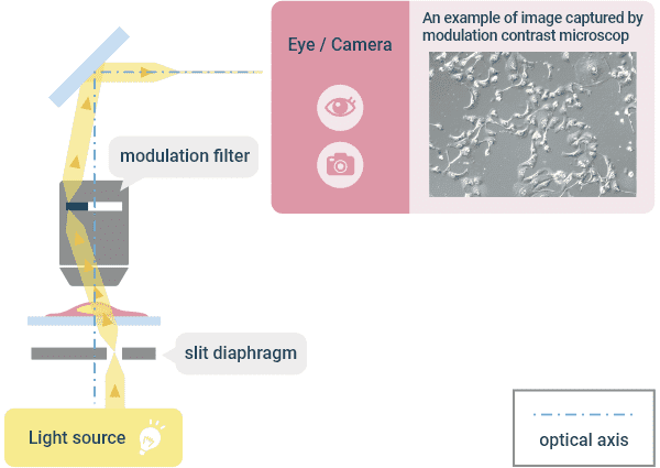 Optical Principle of “Modulation Contrast Observation” and Example Image