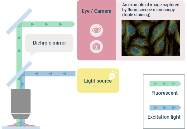 Optical Principle of “Fluorescent Observation” and Image Example