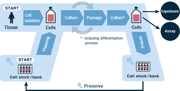 Flowchart of a generalized cell culture process