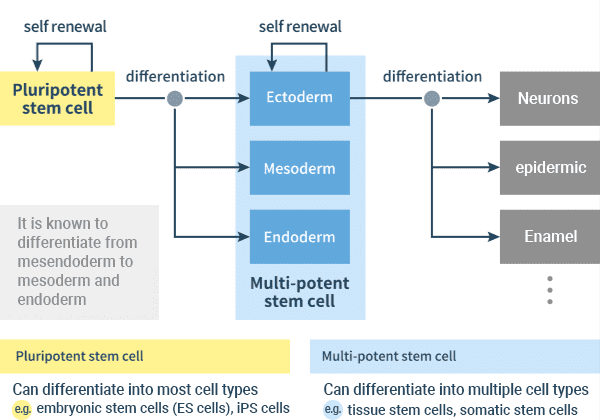 Figure: Induction of the various tissue cell types from pluripotent stem cells via three germ layers