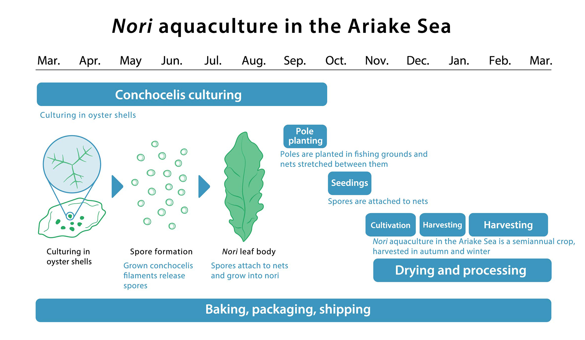 Nori aquaculture in the Ariake Sea