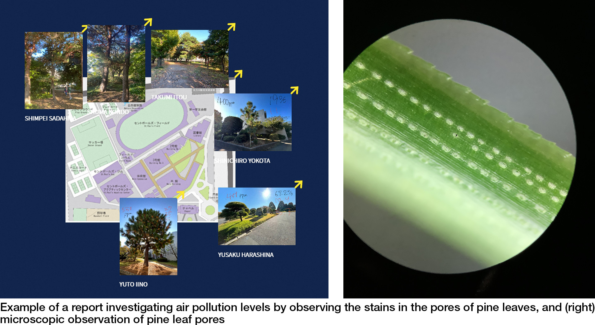 Example of a report investigating air pollution levels by observing the stains in the pores of pine leaves, and (right) microscopic observation of pine leaf pores