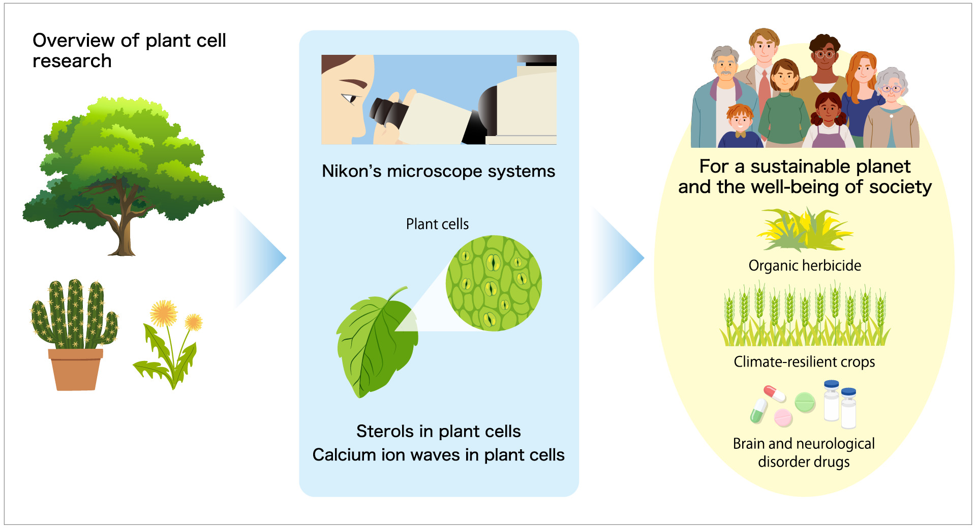 Overview of plant cell research