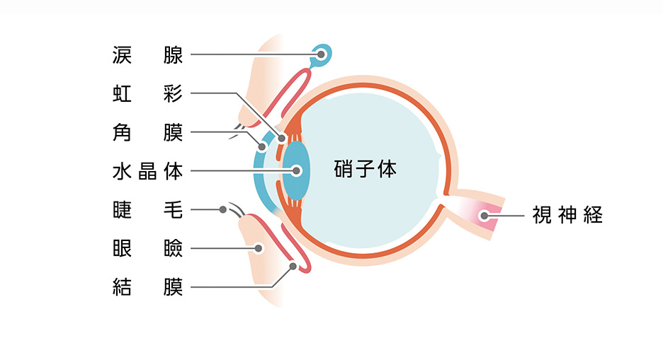 涙腺　虹彩　角膜　水晶体　睫毛　眼瞼　結膜　硝子体　視神経