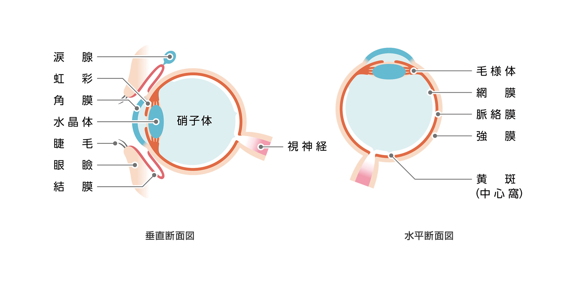 目の構造の垂直断面図 (涙腺虹彩角膜　水晶体　睫毛　眼瞼　結膜　硝子体　視神経)　目の構造の水平断面図 (毛様体　網膜　脈絡膜　強膜　黄斑 (中心窩))